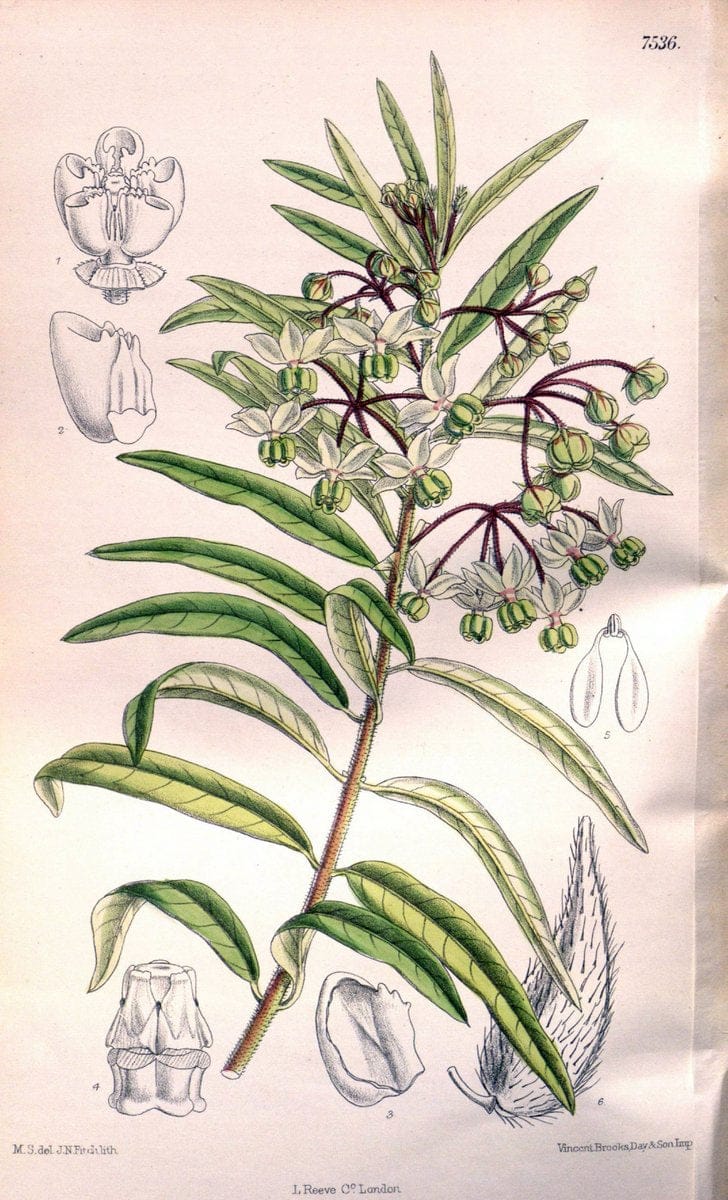 Curtis's botanical magazine. London ; New York [etc.] :Academic Press [etc.]. | "Botanical illustration" Botany Periodicals "Pictorial works" "Plants, Ornamental"  | Vintage Print Reproduction 457079