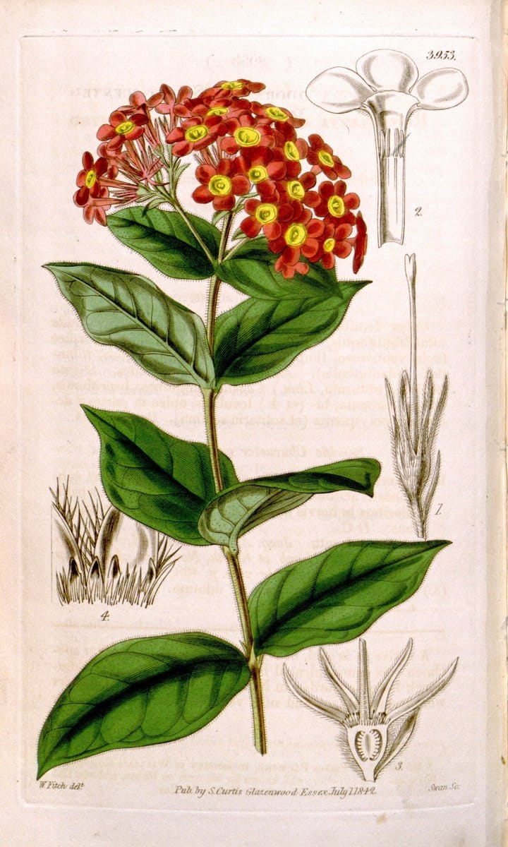 Curtis's botanical magazine. London ; New York [etc.] :Academic Press [etc.]. | "Botanical illustration" Botany Periodicals "Pictorial works" "Plants, Ornamental"  | Vintage Print Reproduction 457080