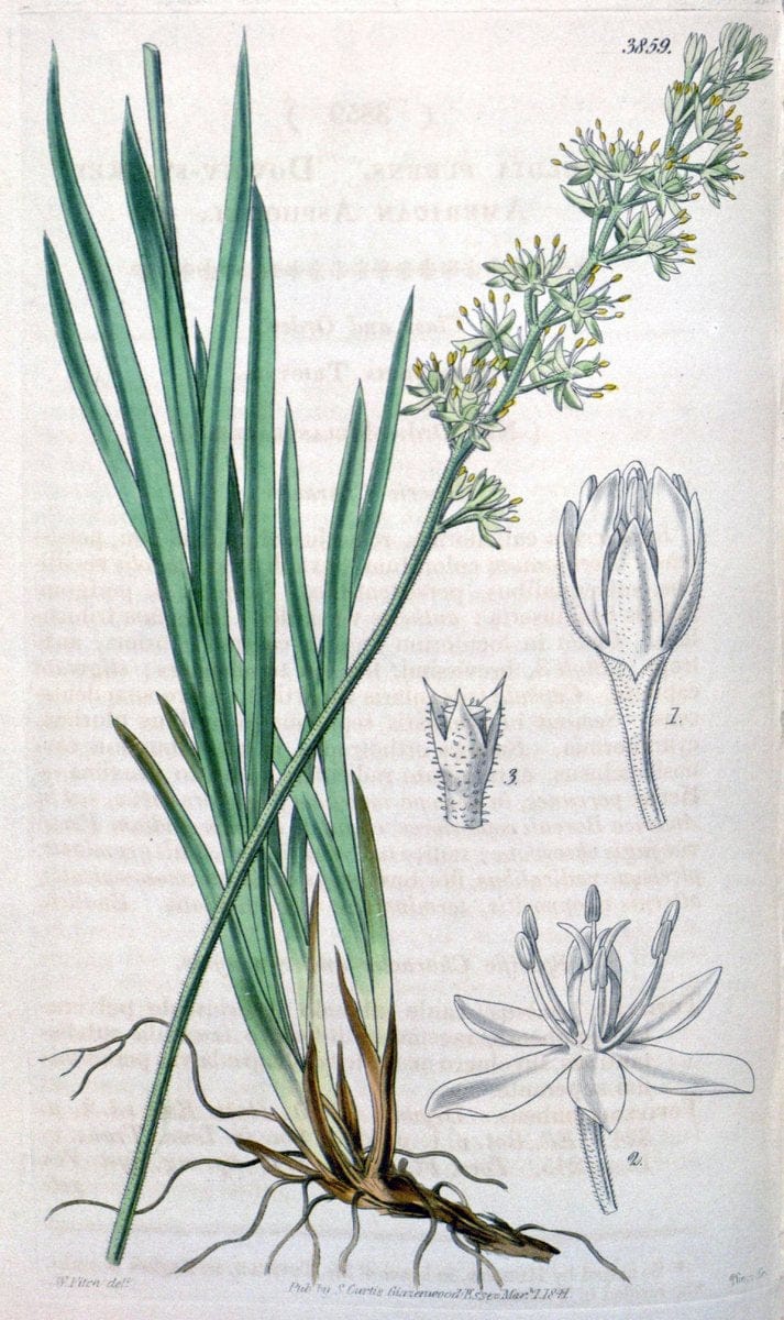 Curtis's botanical magazine. London ; New York [etc.] :Academic Press [etc.]. | "Botanical illustration" Botany Periodicals "Pictorial works" "Plants, Ornamental"  | Vintage Print Reproduction 457081