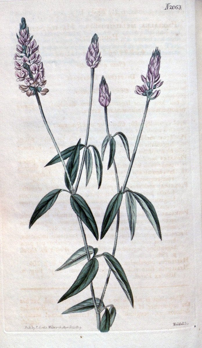 Curtis's botanical magazine. London ; New York [etc.] :Academic Press [etc.]. | "Botanical illustration" Botany Periodicals "Pictorial works" "Plants, Ornamental"  | Vintage Print Reproduction 457082