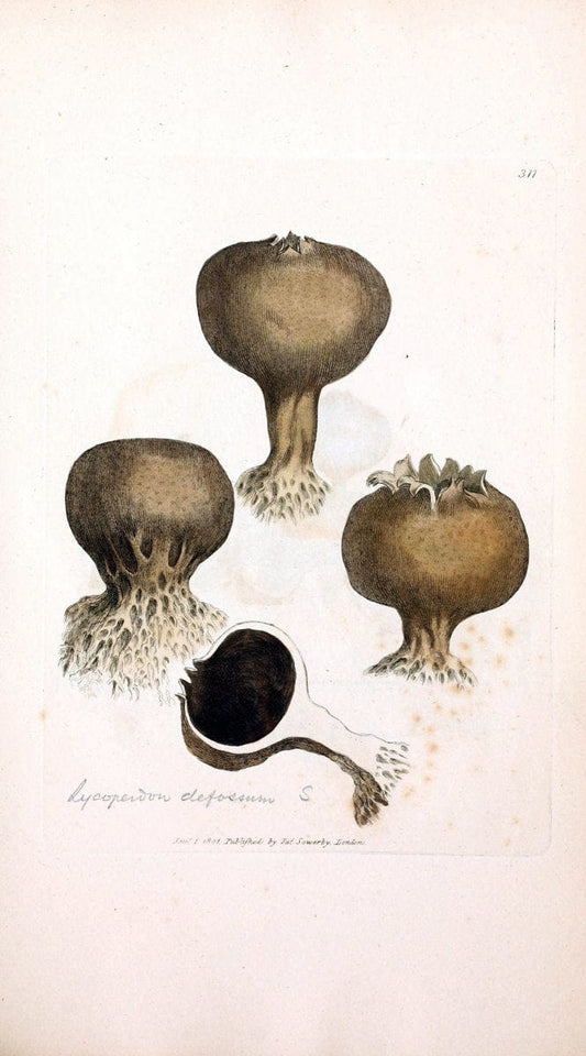 Coloured figures of English fungi or mushrooms. London,Printed by J. Davis,1797-[1809]. | England Mushrooms  | Vintage Print Reproduction 457083
