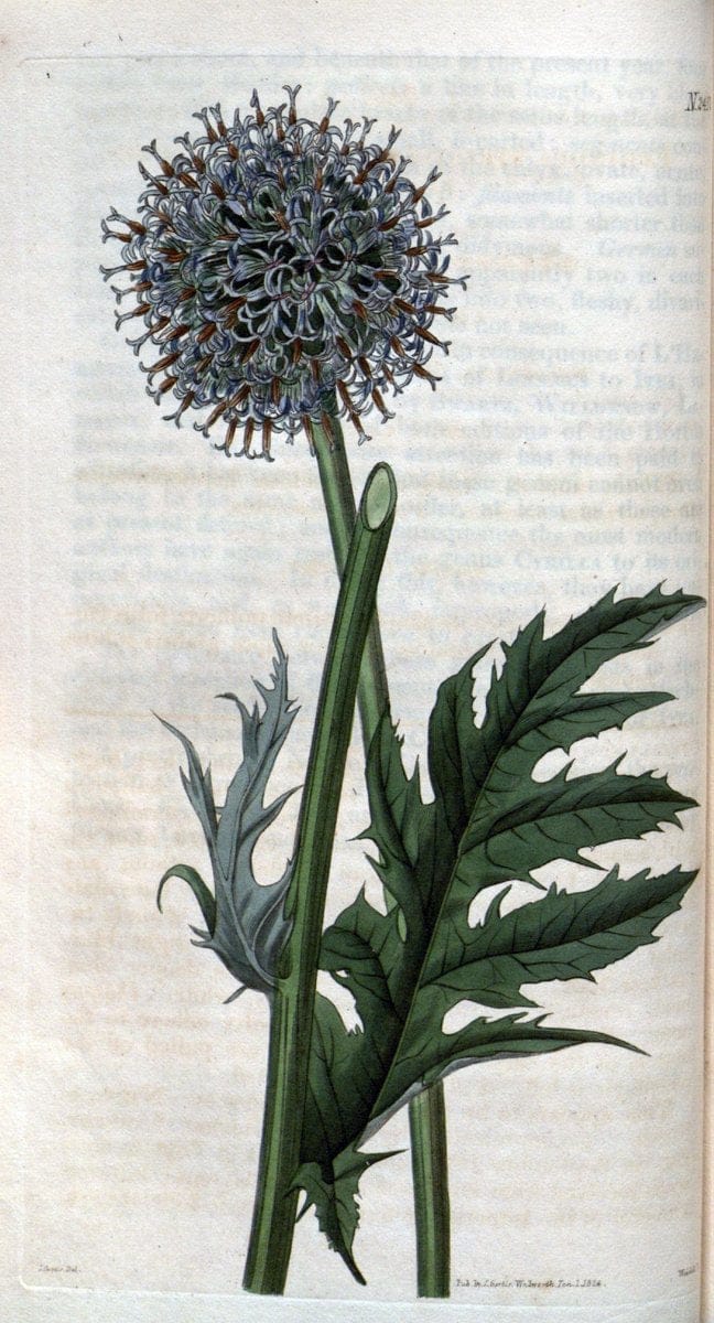 Curtis's botanical magazine. London ; New York [etc.] :Academic Press [etc.]. | "Botanical illustration" Botany Periodicals "Pictorial works" "Plants, Ornamental"  | Vintage Print Reproduction 457084