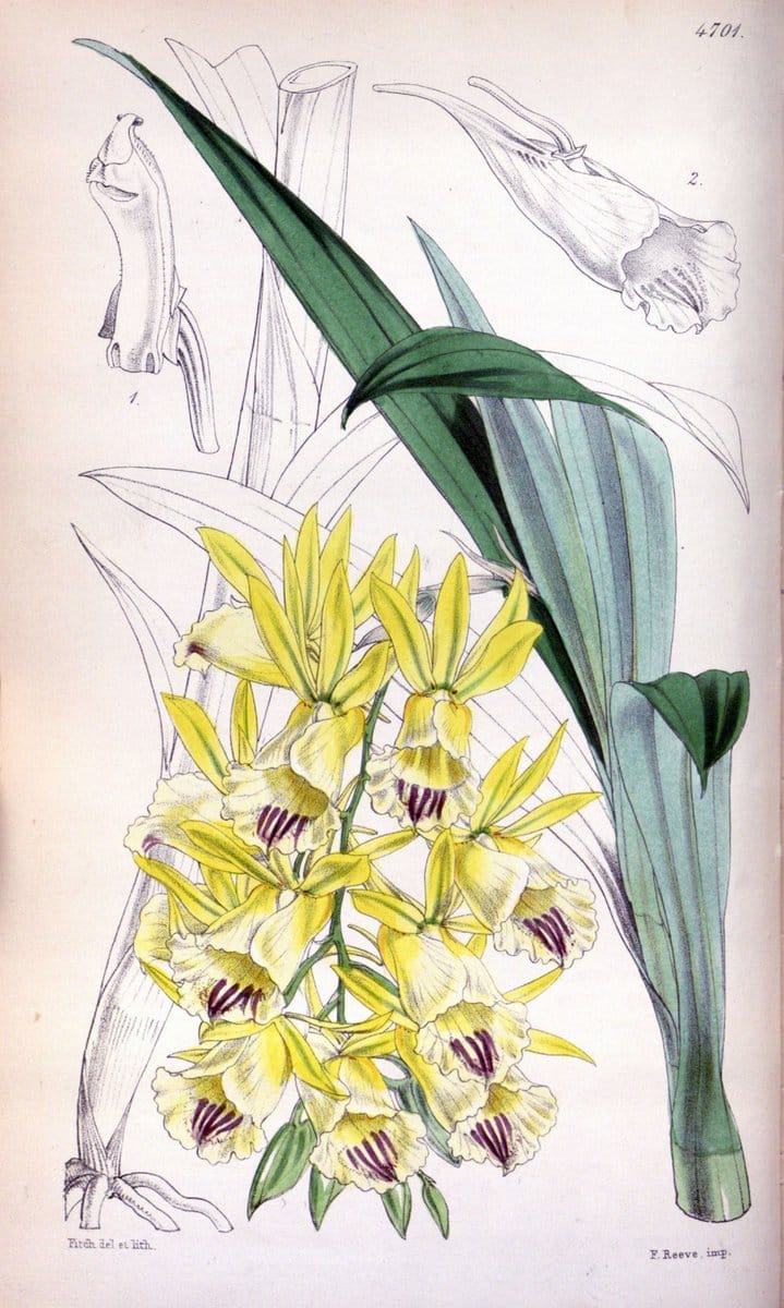 Curtis's botanical magazine. London ; New York [etc.] :Academic Press [etc.]. | "Botanical illustration" Botany Periodicals "Pictorial works" "Plants, Ornamental"  | Vintage Print Reproduction 457085