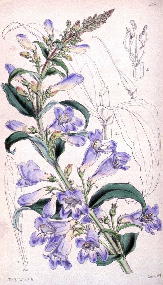 Curtis's botanical magazine. London ; New York [etc.] :Academic Press [etc.]. | "Botanical illustration" Botany Periodicals "Pictorial works" "Plants, Ornamental"  | Vintage Print Reproduction 457086