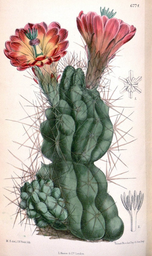 Curtis's botanical magazine. London ; New York [etc.] :Academic Press [etc.]. | "Botanical illustration" Botany Periodicals "Pictorial works" "Plants, Ornamental"  | Vintage Print Reproduction 457087