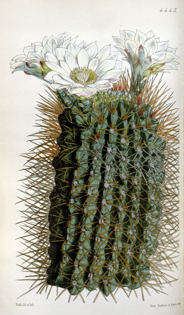 Curtis's botanical magazine. London ;New York [etc.] :Academic Press [etc.]. | Botany Periodicals "Pictorial works"  | Vintage Print Reproduction 457088