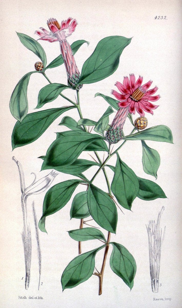 Curtis's botanical magazine. London ;New York [etc.] :Academic Press [etc.]. | Botany Periodicals "Pictorial works"  | Vintage Print Reproduction 457089