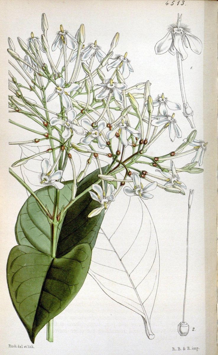 Curtis's botanical magazine. London ;New York [etc.] :Academic Press [etc.]. | Botany Periodicals "Pictorial works"  | Vintage Print Reproduction 457090