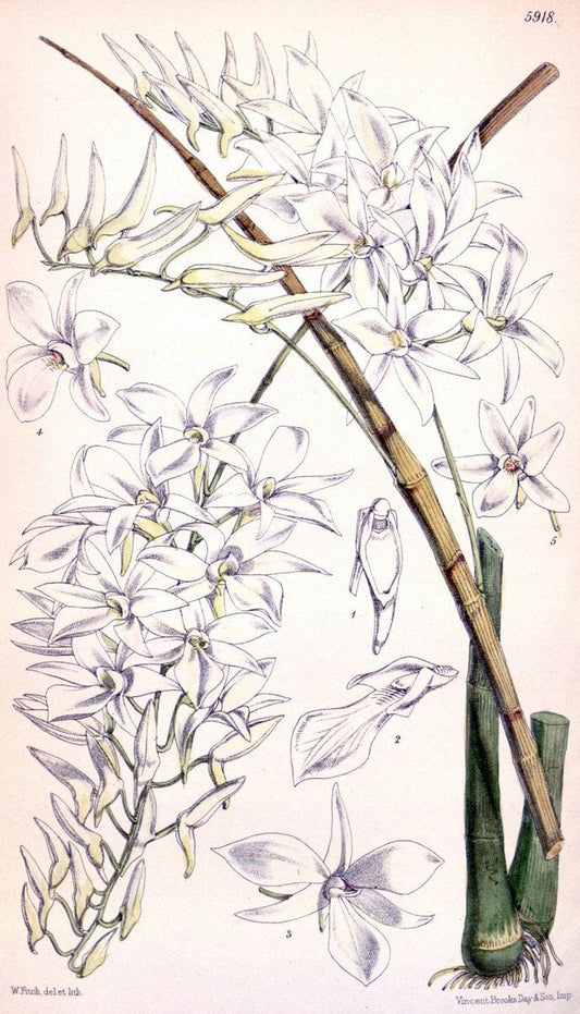 Curtis's botanical magazine. London ;New York [etc.] :Academic Press [etc.]. | Botany Periodicals "Pictorial works"  | Vintage Print Reproduction 457091