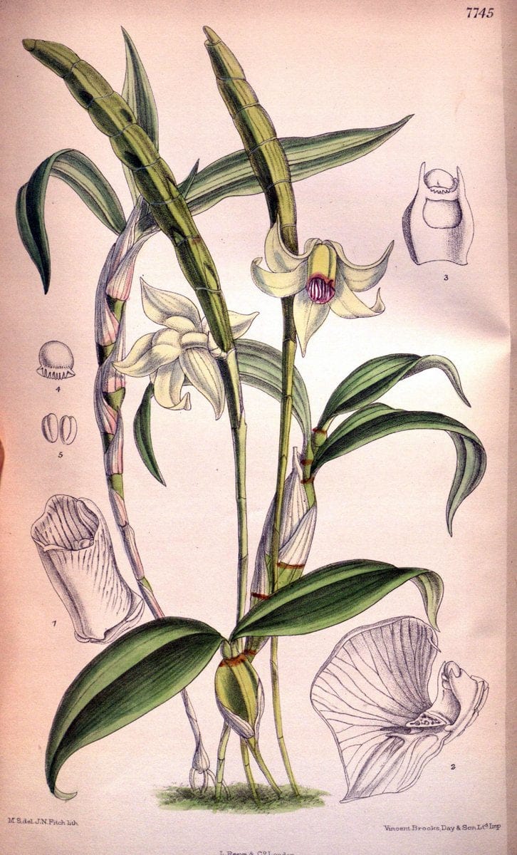 Curtis's botanical magazine. London ;New York [etc.] :Academic Press [etc.]. | Botany Periodicals "Pictorial works"  | Vintage Print Reproduction 457092