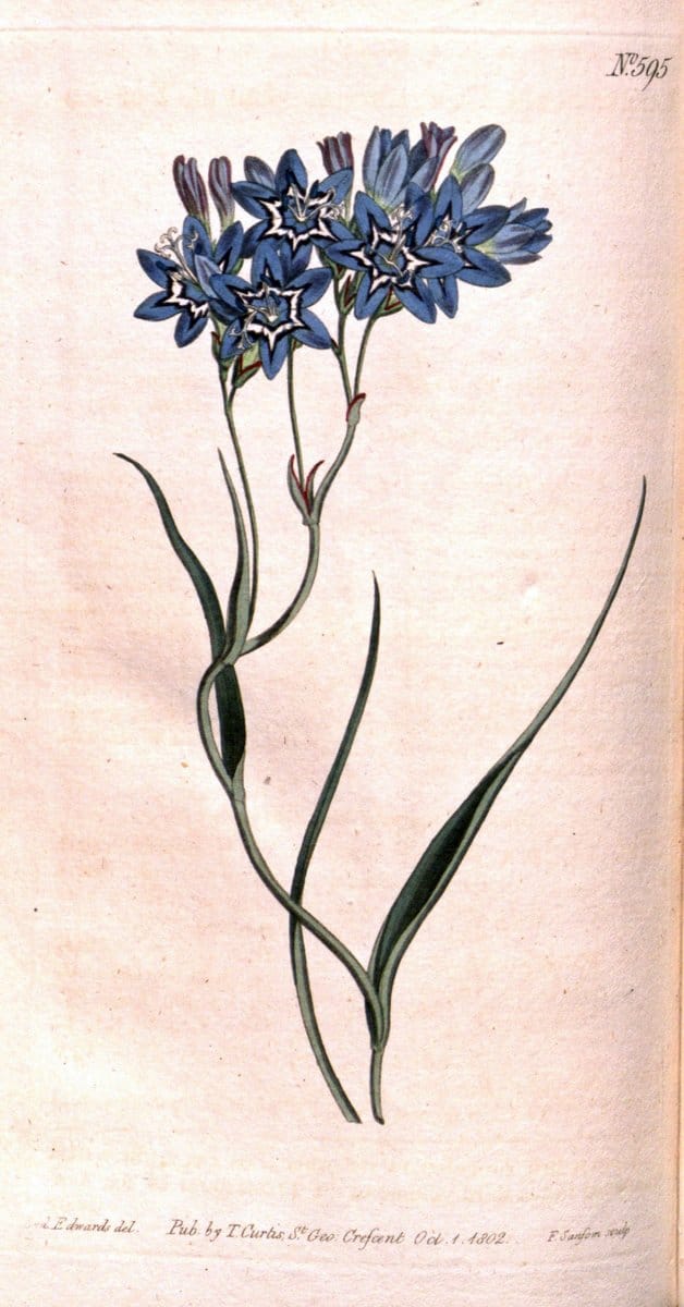 Curtis's botanical magazine. London ;New York [etc.] :Academic Press [etc.]. | Botany Periodicals "Pictorial works"  | Vintage Print Reproduction 457093