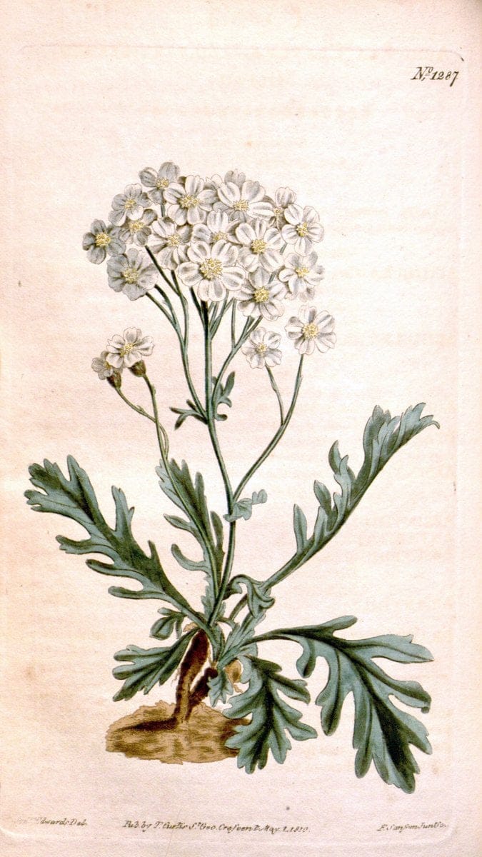 Curtis's botanical magazine. London ; New York [etc.] :Academic Press [etc.]. | "Botanical illustration" Botany Periodicals "Pictorial works" "Plants, Ornamental"  | Vintage Print Reproduction 457094