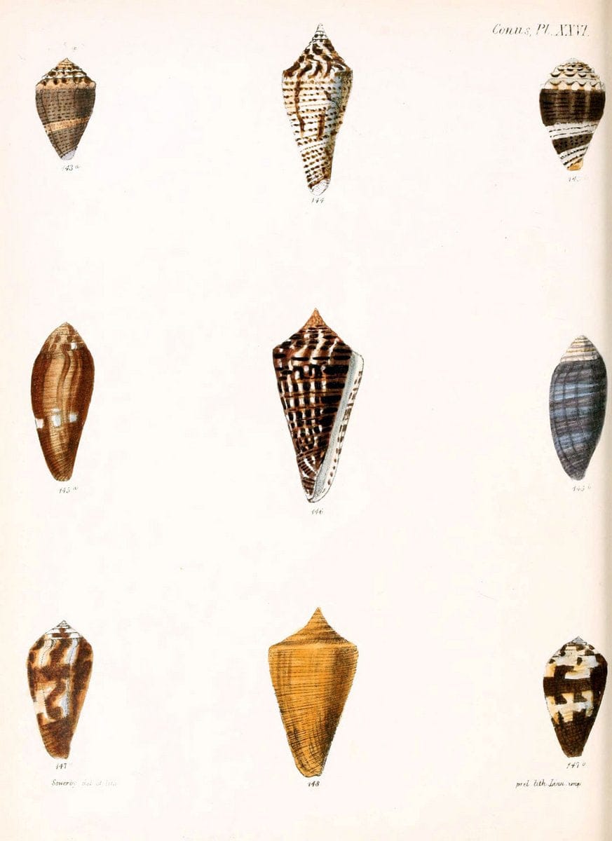Conchologia iconica, or, Illustrations of the shells of molluscous animals. v.1London :Reeve, Brothers,1843-1878. | Mollusks "Pictorial works" Shells  | Vintage Print Reproduction 457095
