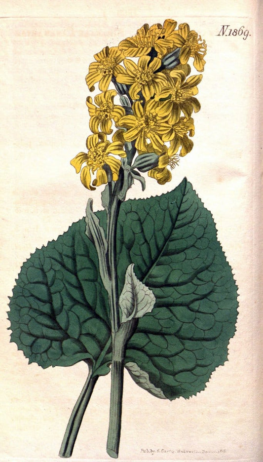 Curtis's botanical magazine. London ; New York [etc.] :Academic Press [etc.]. | "Botanical illustration" Botany Periodicals "Pictorial works" "Plants, Ornamental"  | Vintage Print Reproduction 457096