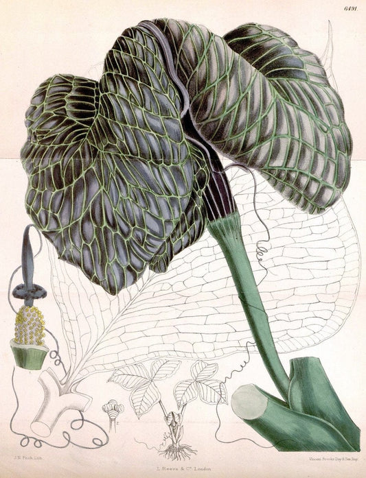 Curtis's botanical magazine. London ; New York [etc.] :Academic Press [etc.]. | "Botanical illustration" Botany Periodicals "Pictorial works" "Plants, Ornamental"  | Vintage Print Reproduction 457097