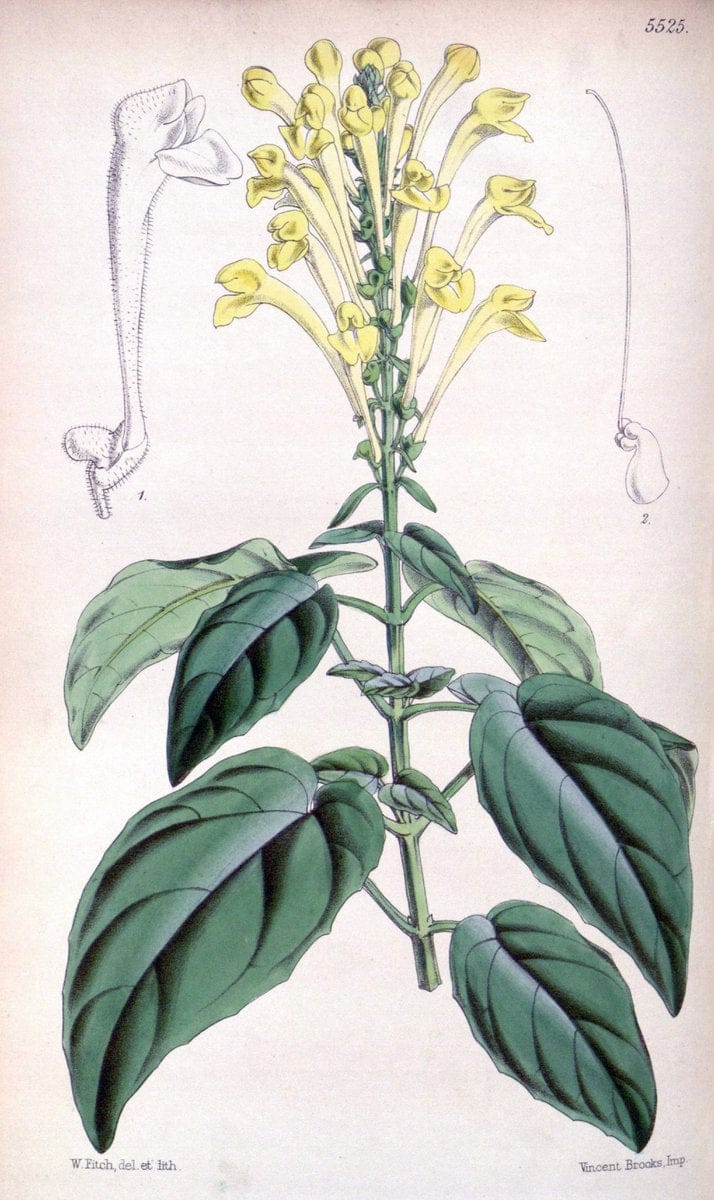 Curtis's botanical magazine..London ;New York [etc.] :Academic Press [etc.]. |  | Vintage Print Reproduction 457098