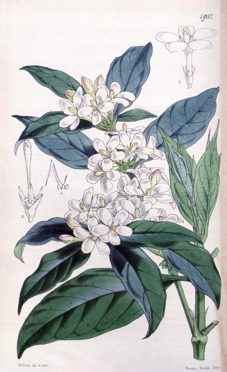 Curtis's botanical magazine. London ; New York [etc.] :Academic Press [etc.]. | "Botanical illustration" Botany Periodicals "Pictorial works" "Plants, Ornamental"  | Vintage Print Reproduction 457099