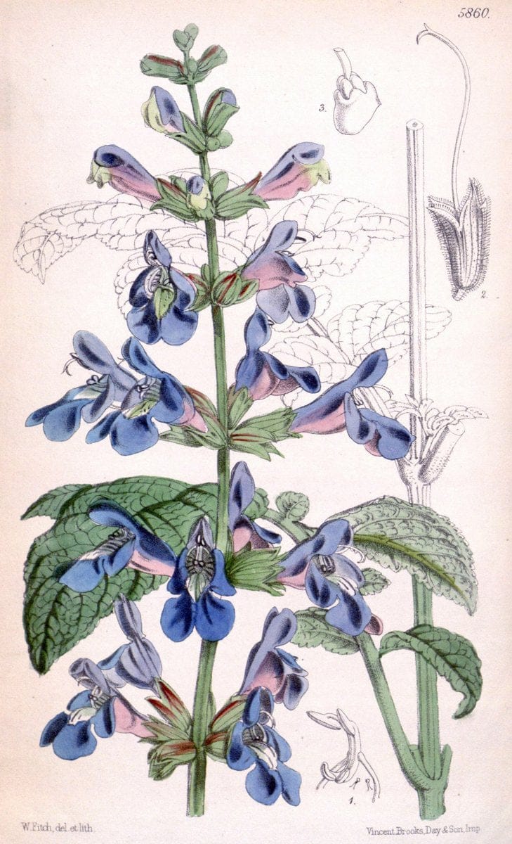 Curtis's botanical magazine. London ; New York [etc.] :Academic Press [etc.]. | "Botanical illustration" Botany Periodicals "Pictorial works" "Plants, Ornamental"  | Vintage Print Reproduction 457100