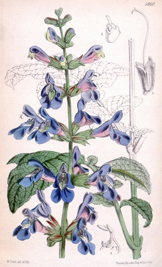 Curtis's botanical magazine. London ; New York [etc.] :Academic Press [etc.]. | "Botanical illustration" Botany Periodicals "Pictorial works" "Plants, Ornamental"  | Vintage Print Reproduction 457100