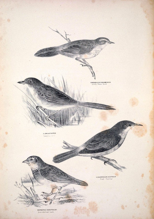 Companion to Gould's Handbook; or, Synopsis of the birds of Australia. Brisbane,Thorne & Greenwell,1877.  | Australia Birds | Vintage Print Reproduction 457101