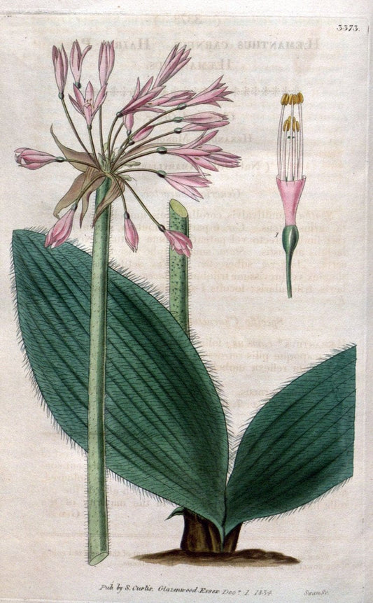 Curtis's botanical magazine..London ;New York [etc.] :Academic Press [etc.]. |  | Vintage Print Reproduction 457102