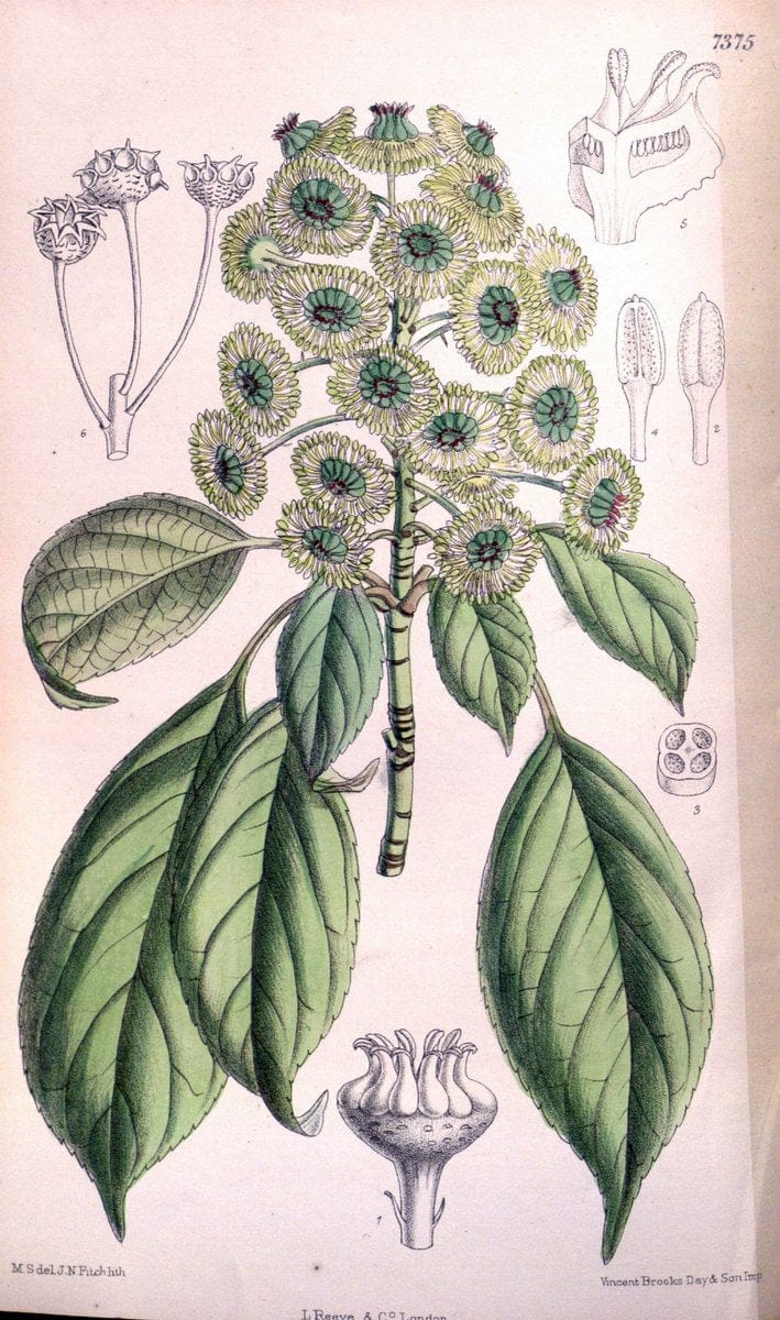 Curtis's botanical magazine. London ; New York [etc.] :Academic Press [etc.]. | "Botanical illustration" Botany Periodicals "Pictorial works" "Plants, Ornamental"  | Vintage Print Reproduction 457103