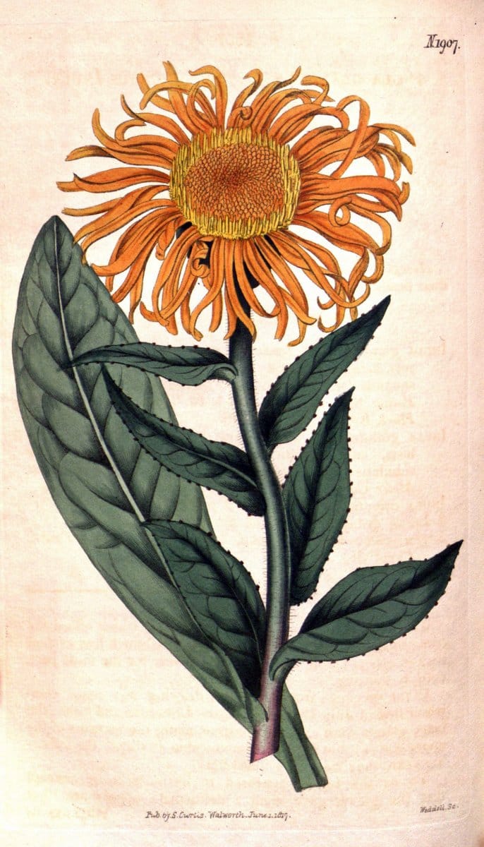 Curtis's botanical magazine. London ; New York [etc.] :Academic Press [etc.]. | "Botanical illustration" Botany Periodicals "Pictorial works" "Plants, Ornamental"  | Vintage Print Reproduction 457104