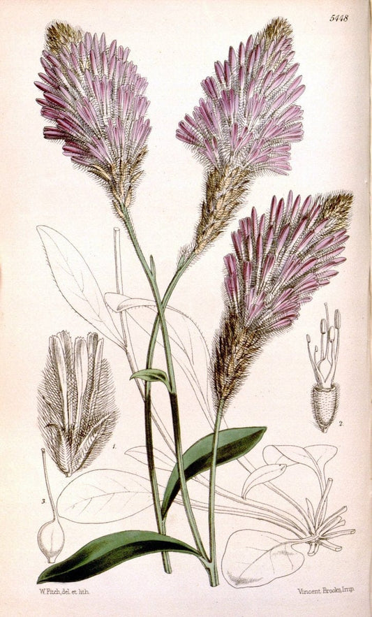 Curtis's botanical magazine..London ;New York [etc.] :Academic Press [etc.]. |  | Vintage Print Reproduction 457105