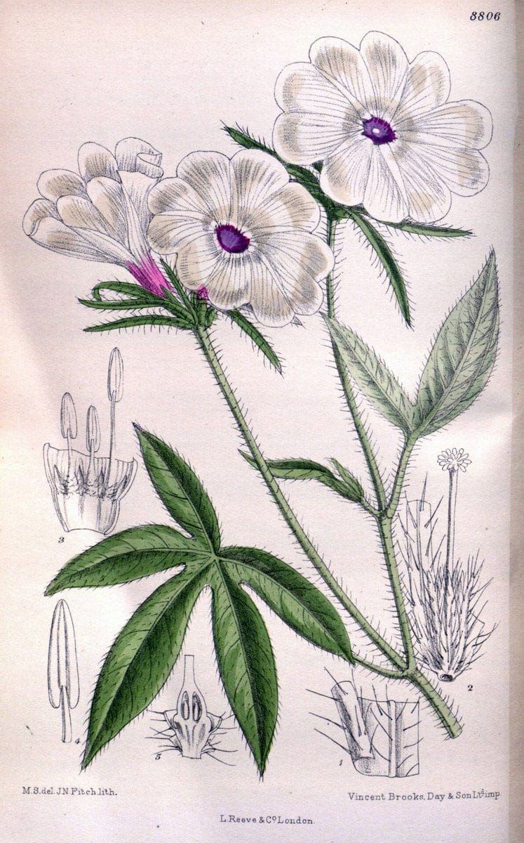 Curtis's botanical magazine. London ; New York [etc.] :Academic Press [etc.]. | "Botanical illustration" Botany Periodicals "Pictorial works" "Plants, Ornamental"  | Vintage Print Reproduction 457106