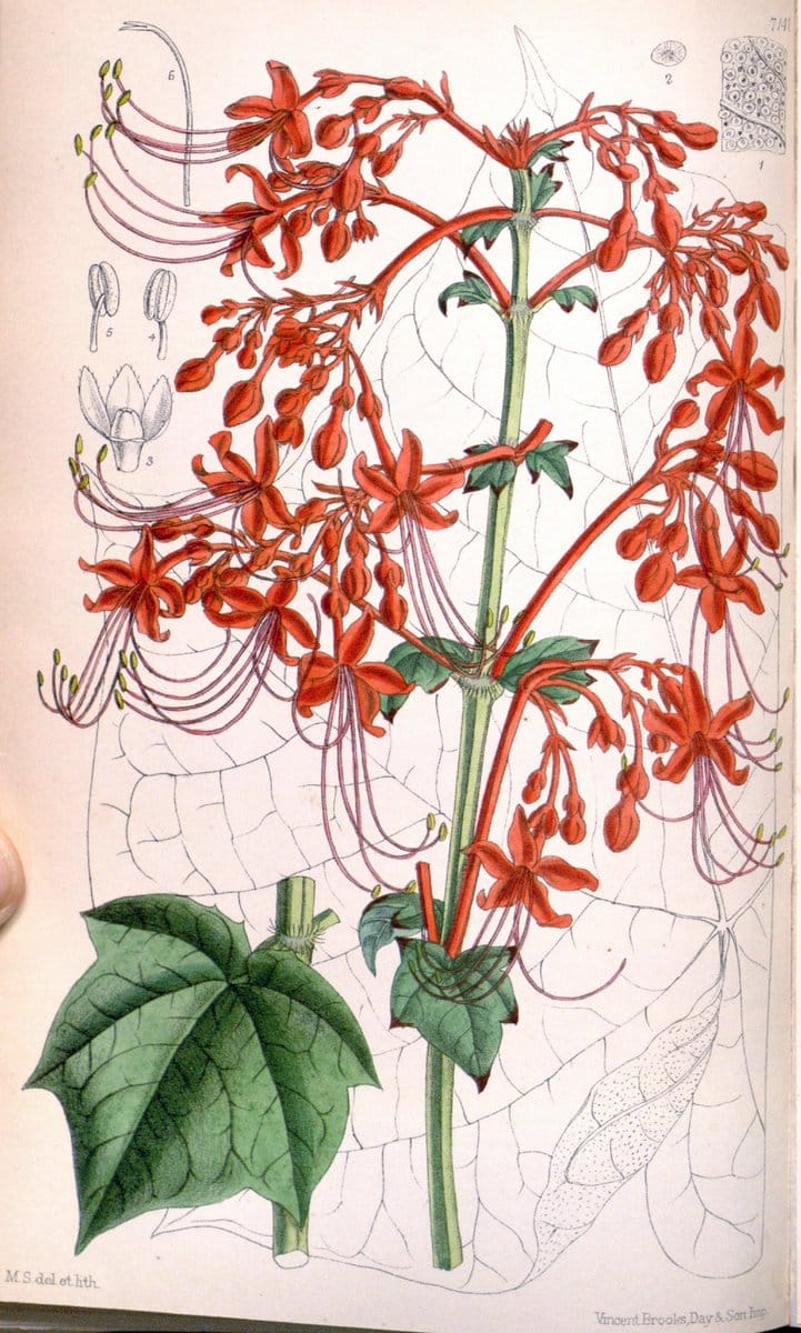 Curtis's botanical magazine. London ; New York [etc.] :Academic Press [etc.]. | "Botanical illustration" Botany Periodicals "Pictorial works" "Plants, Ornamental"  | Vintage Print Reproduction 457107