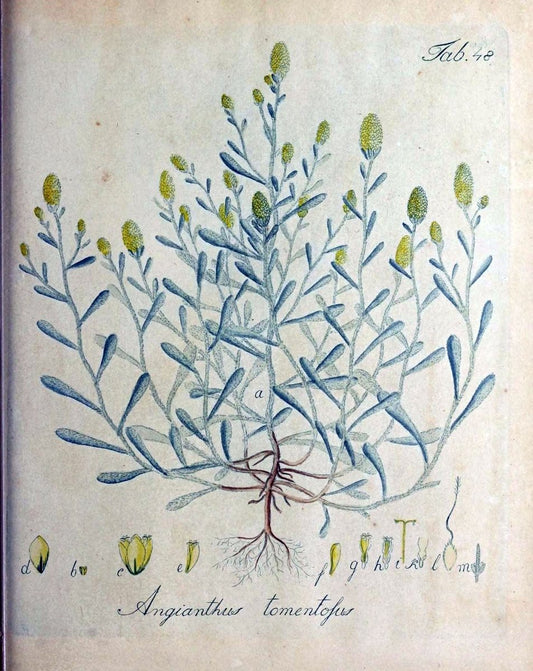 Collectio plantarum tam exoticarum, quam indigenarum, cum delineatione, descriptione cul | Botany | Vintage Print Reproduction 457108