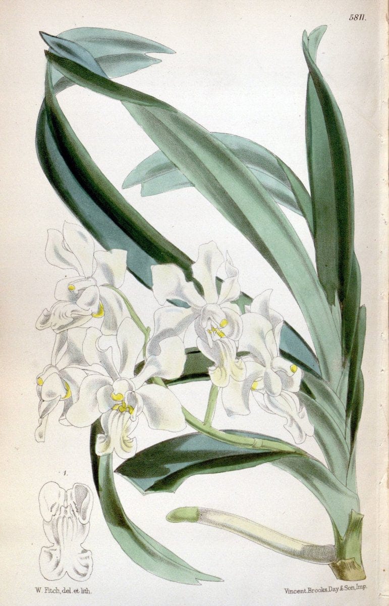 Curtis's botanical magazine. London ; New York [etc.] :Academic Press [etc.]. | "Botanical illustration" Botany Periodicals "Pictorial works" "Plants, Ornamental"  | Vintage Print Reproduction 457109