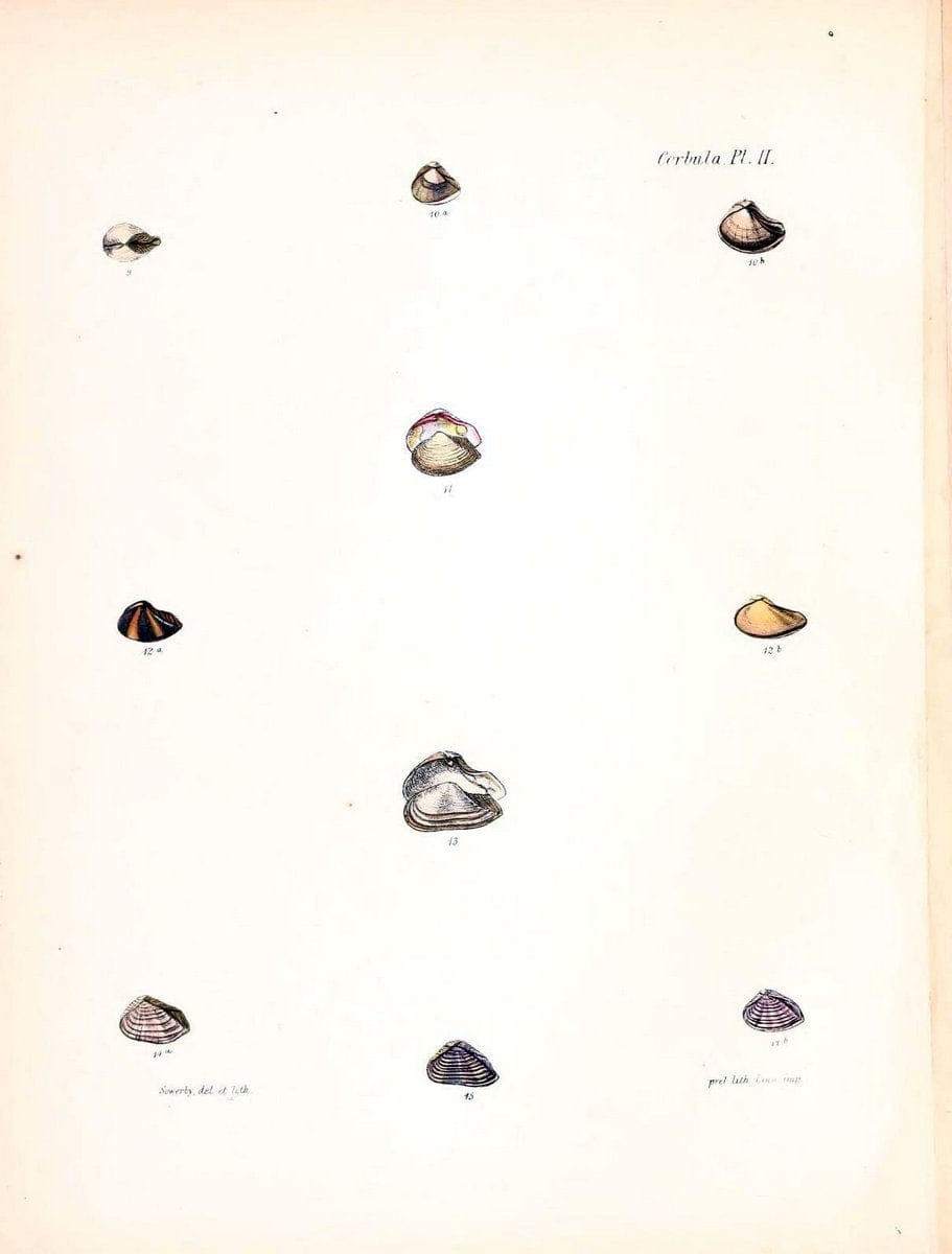 Conchologia iconica, or, Illustrations of the shells of molluscous animals /.London :Reeve, Brothers,1843-1878.  | Mollusks "Pictorial works" Shells | Vintage Print Reproduction 457110