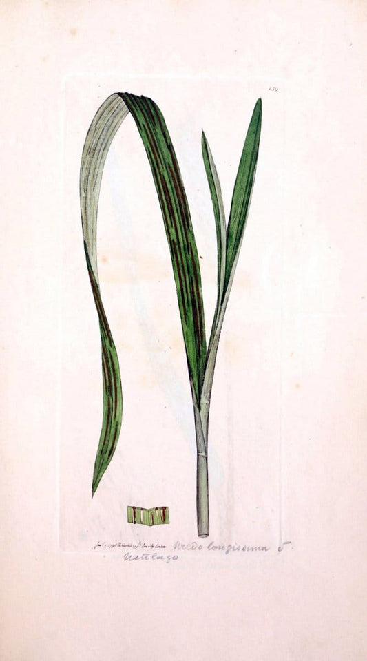 Coloured figures of English fungi or mushrooms. London,Printed by J. Davis,1797-[1809]. | England Mushrooms  | Vintage Print Reproduction 457111