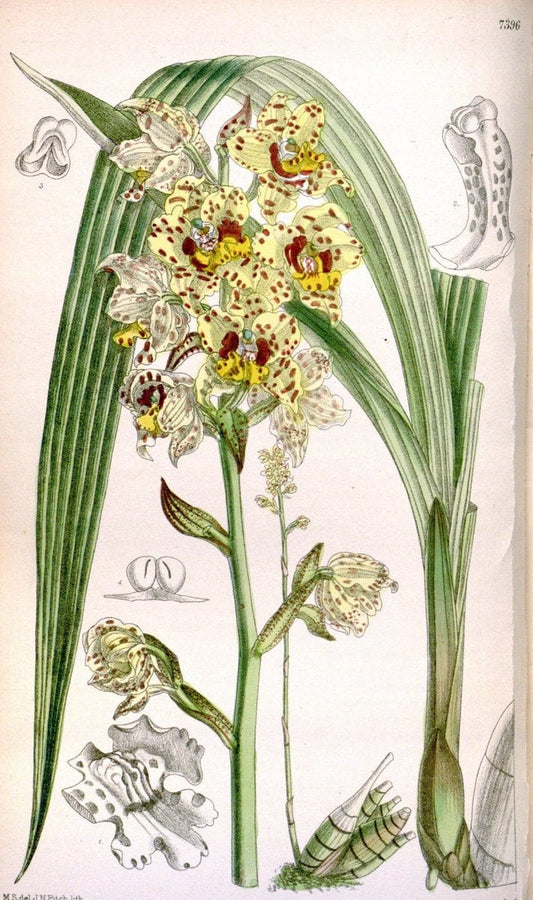 Curtis's botanical magazine. London ; New York [etc.] :Academic Press [etc.]. | "Botanical illustration" Botany Periodicals "Pictorial works" "Plants, Ornamental"  | Vintage Print Reproduction 457112