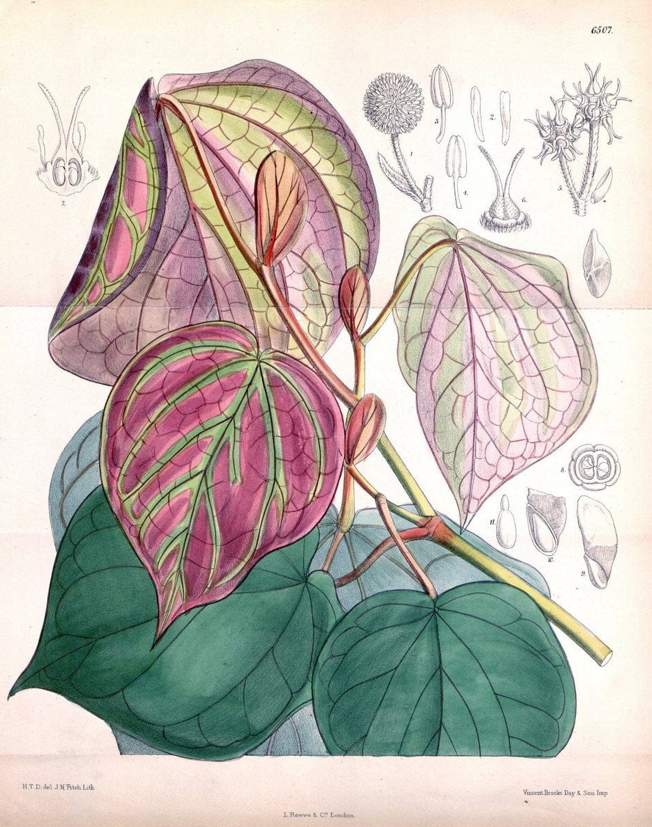 Curtis's botanical magazine. London ; New York [etc.] :Academic Press [etc.]. | "Botanical illustration" Botany Periodicals "Pictorial works" "Plants, Ornamental"  | Vintage Print Reproduction 457113