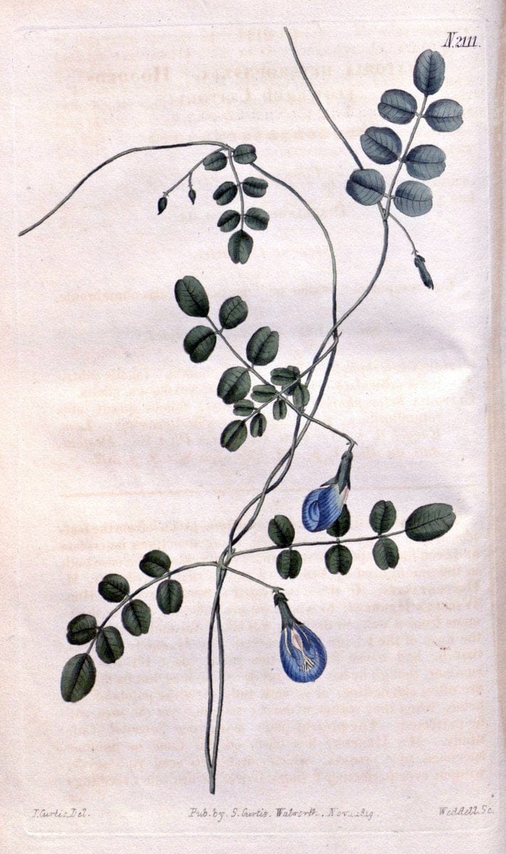 Curtis's botanical magazine. London ; New York [etc.] :Academic Press [etc.]. | "Botanical illustration" Botany Periodicals "Pictorial works" "Plants, Ornamental"  | Vintage Print Reproduction 457115