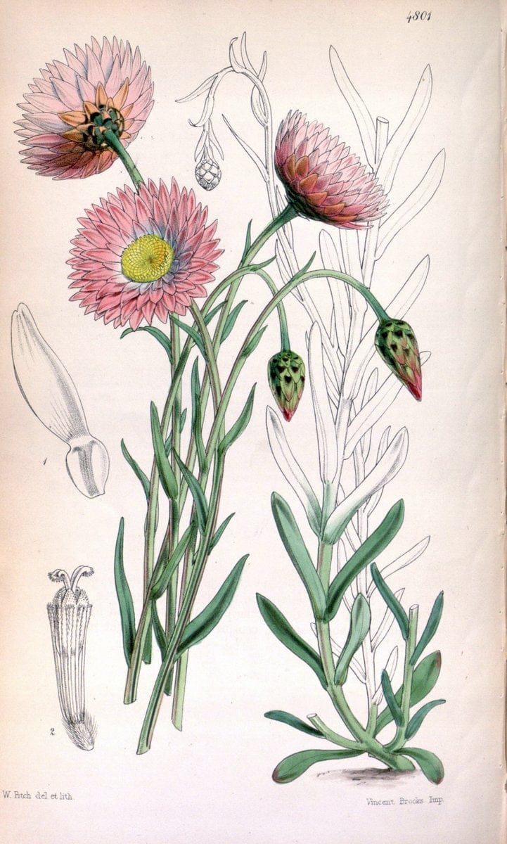 Curtis's botanical magazine. London ;New York [etc.] :Academic Press [etc.]. | Botany Periodicals "Pictorial works"  | Vintage Print Reproduction 457116