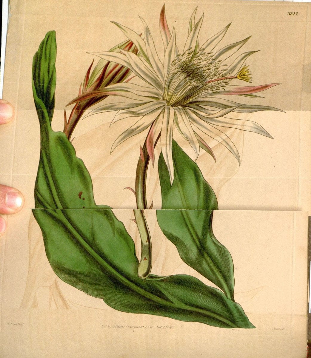 Curtis's botanical magazine. London ; New York [etc.] :Academic Press [etc.]. | "Botanical illustration" Botany Periodicals "Pictorial works" "Plants, Ornamental"  | Vintage Print Reproduction 457117