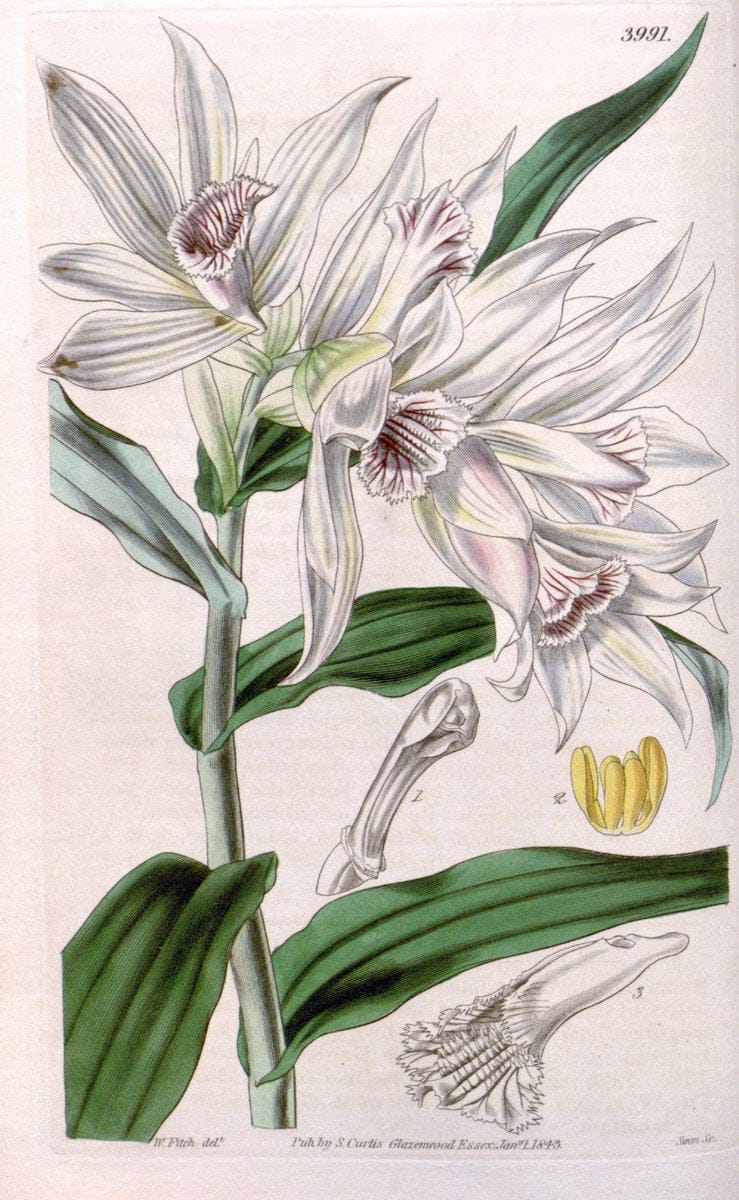 Curtis's botanical magazine. London ; New York [etc.] :Academic Press [etc.]. | "Botanical illustration" Botany Periodicals "Pictorial works" "Plants, Ornamental"  | Vintage Print Reproduction 457119