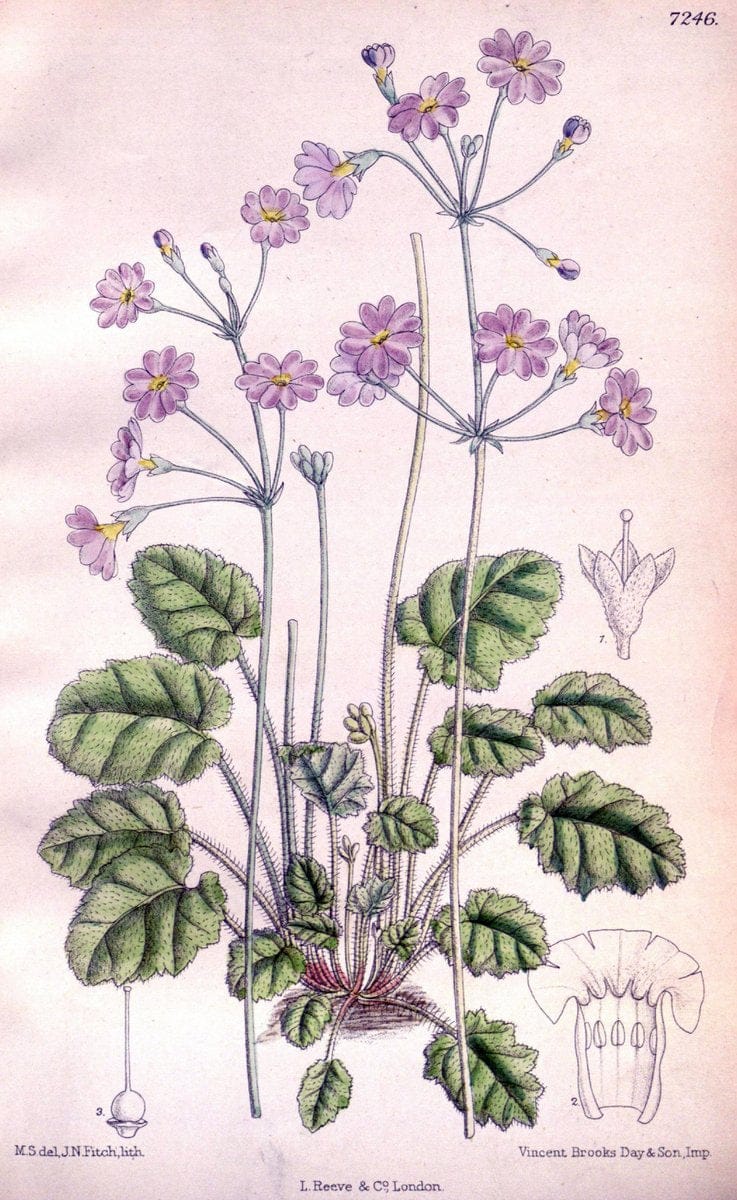 Curtis's botanical magazine. London ; New York [etc.] :Academic Press [etc.]. | "Botanical illustration" Botany Periodicals "Pictorial works" "Plants, Ornamental"  | Vintage Print Reproduction 457120