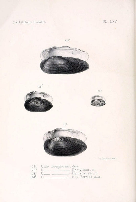 Conchyliologie fluviatile de la province de Nanking et de la Chine centrale /.Paris :Savy,[1875-1885]. | China Mollusks "Nanjing (Jiangsu Sheng)"  | Vintage Print Reproduction 457121