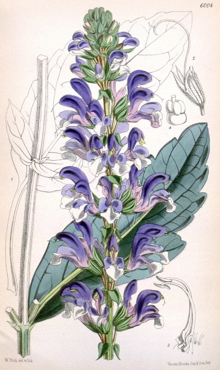 Curtis's botanical magazine. London ; New York [etc.] :Academic Press [etc.]. | "Botanical illustration" Botany Periodicals "Pictorial works" "Plants, Ornamental"  | Vintage Print Reproduction 457123