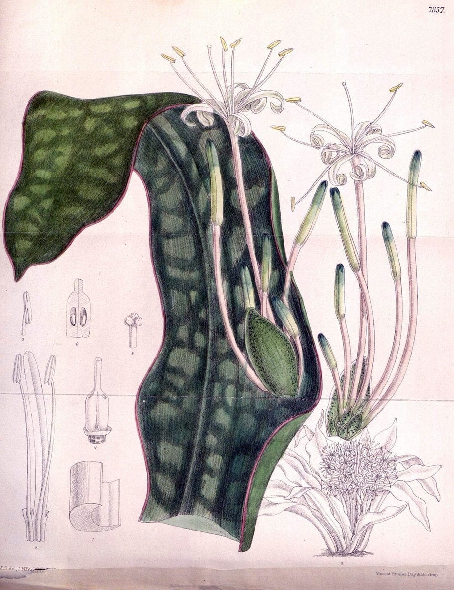 Curtis's botanical magazine. London ; New York [etc.] :Academic Press [etc.]. | "Botanical illustration" Botany Periodicals "Pictorial works" "Plants, Ornamental"  | Vintage Print Reproduction 457124