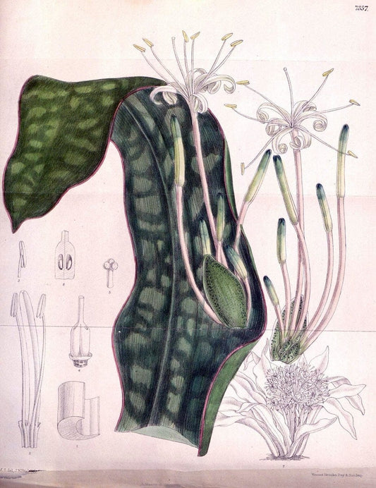 Curtis's botanical magazine. London ; New York [etc.] :Academic Press [etc.]. | "Botanical illustration" Botany Periodicals "Pictorial works" "Plants, Ornamental"  | Vintage Print Reproduction 457124