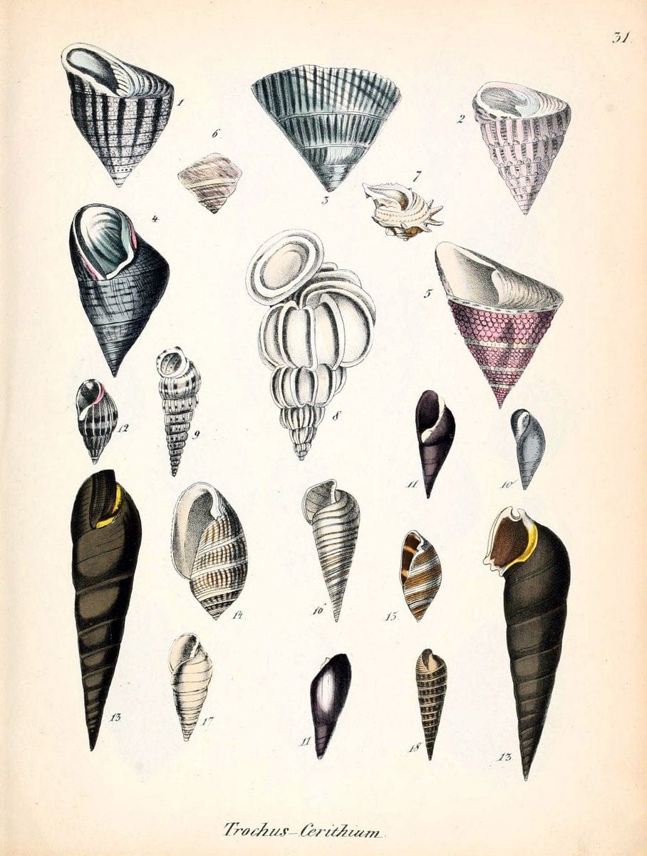 Conchylienbuch, oder, Allgemeine und besondere Naturgeschichte der Muscheln und Schnecke | Mollusks "Pictorial works"  | Vintage Print Reproduction 457125