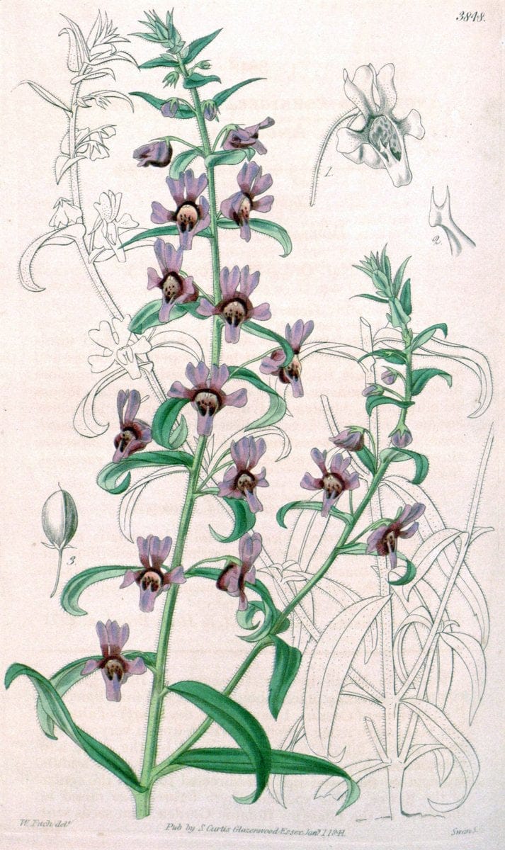 Curtis's botanical magazine. London ; New York [etc.] :Academic Press [etc.]. | "Botanical illustration" Botany Periodicals "Pictorial works" "Plants, Ornamental"  | Vintage Print Reproduction 457126