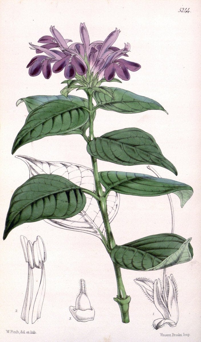 Curtis's botanical magazine. London ; New York [etc.] :Academic Press [etc.]. | "Botanical illustration" Botany Periodicals "Pictorial works" "Plants, Ornamental"  | Vintage Print Reproduction 457127