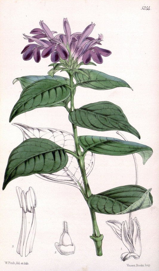 Curtis's botanical magazine. London ; New York [etc.] :Academic Press [etc.]. | "Botanical illustration" Botany Periodicals "Pictorial works" "Plants, Ornamental"  | Vintage Print Reproduction 457127