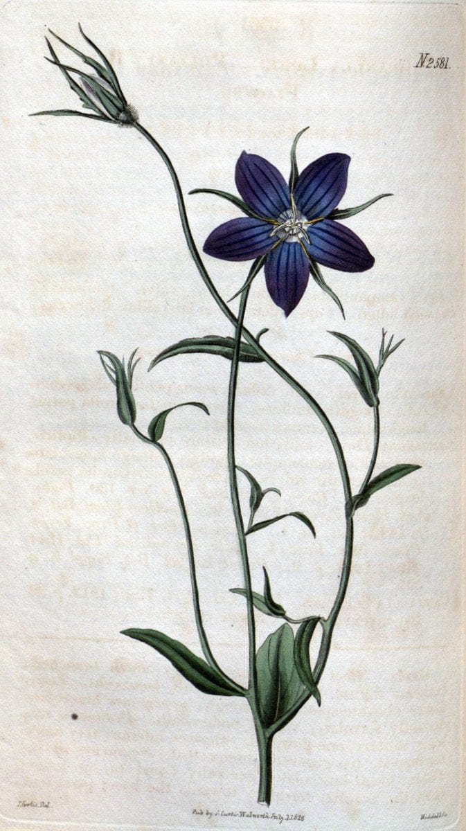 Curtis's botanical magazine. London ; New York [etc.] :Academic Press [etc.]. | "Botanical illustration" Botany Periodicals "Pictorial works" "Plants, Ornamental"  | Vintage Print Reproduction 457128